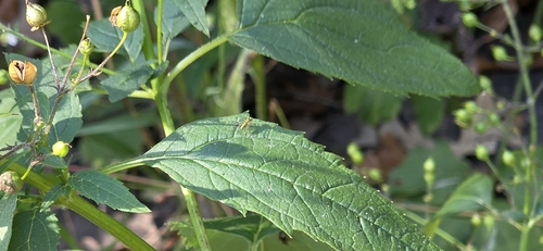 Unknown species found near Mounds View, MN 55112, USA