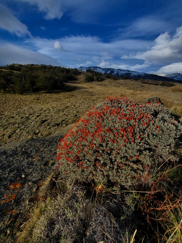 Anarthrophyllum desideratum, photograph 5