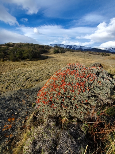 Anarthrophyllum desideratum, photograph 6