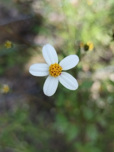 Bidens bigelovii, photograph 6