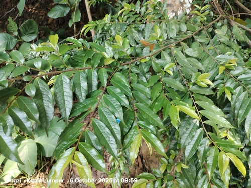 Tapering Leaf Eurya (Eurya acuminata)
