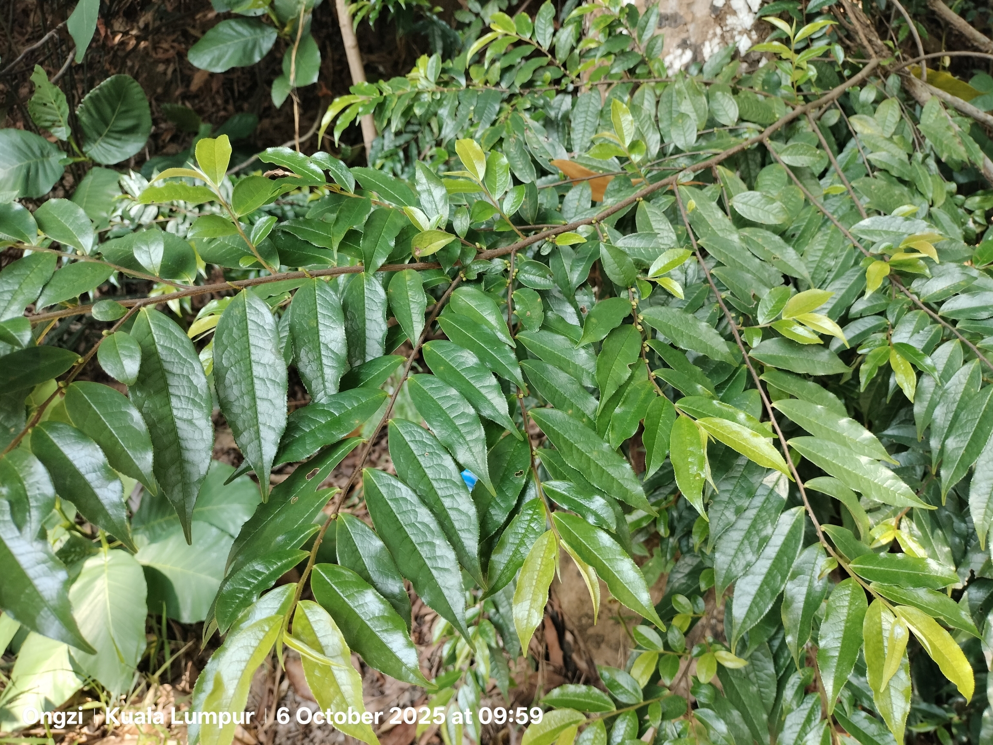 Tapering Leaf Eurya (Eurya acuminata)