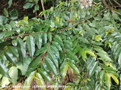 Eurya acuminata