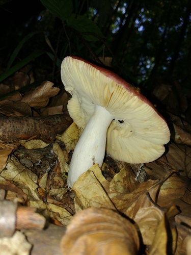 plávka (Russula)
