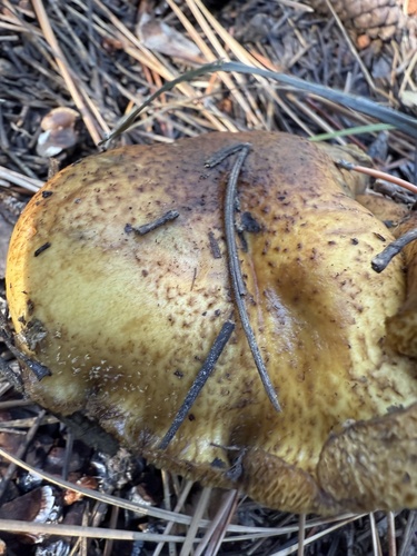 iNaturalist observation photo of Fungi Including Lichens
