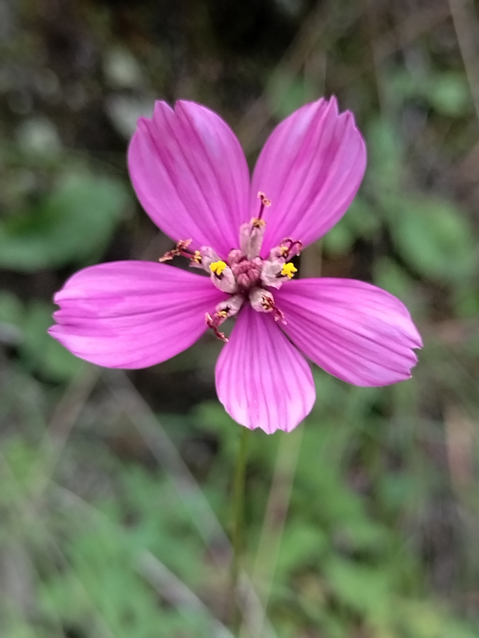 Cosmos carvifolius