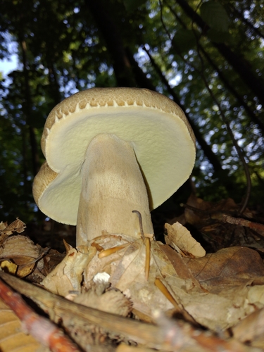 hríb dubový (Boletus reticulatus)