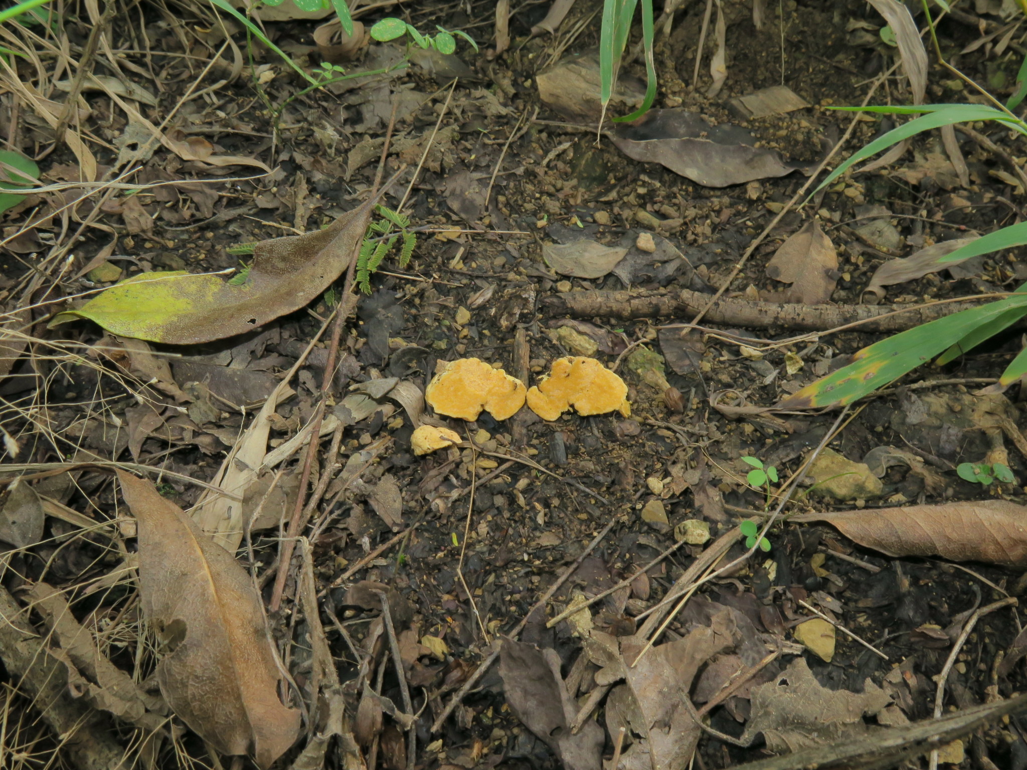 Diversisporaceae image