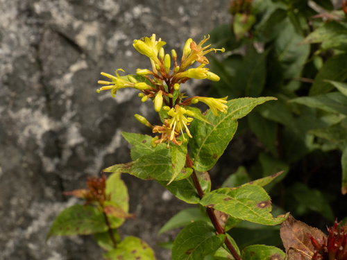 Southern bush honeysuckle (Diervilla sessilifolia)