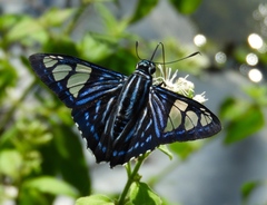 Phocides belus