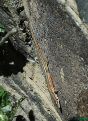 Darevskia defilippii