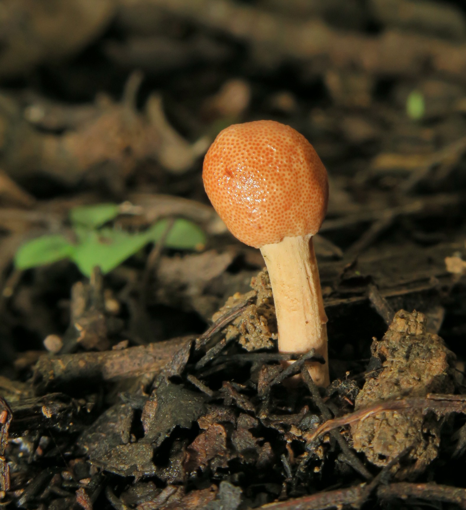 Ophiocordyceps image