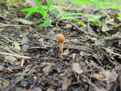 Paraisaria gracilioides
