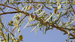 Acacia victoriae