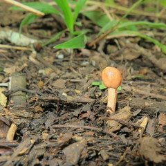 Paraisaria gracilioides