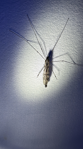 Unknown species found near Scott Rd, Cumberland, RI, US