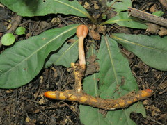 Paraisaria gracilioides
