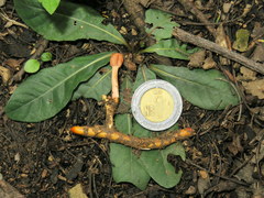 Paraisaria gracilioides