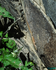 Darevskia defilippii