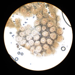 Paraisaria gracilioides