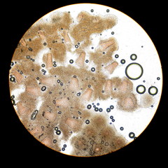 Paraisaria gracilioides