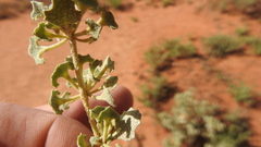 Atriplex angulata