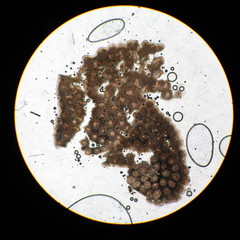 Paraisaria gracilioides