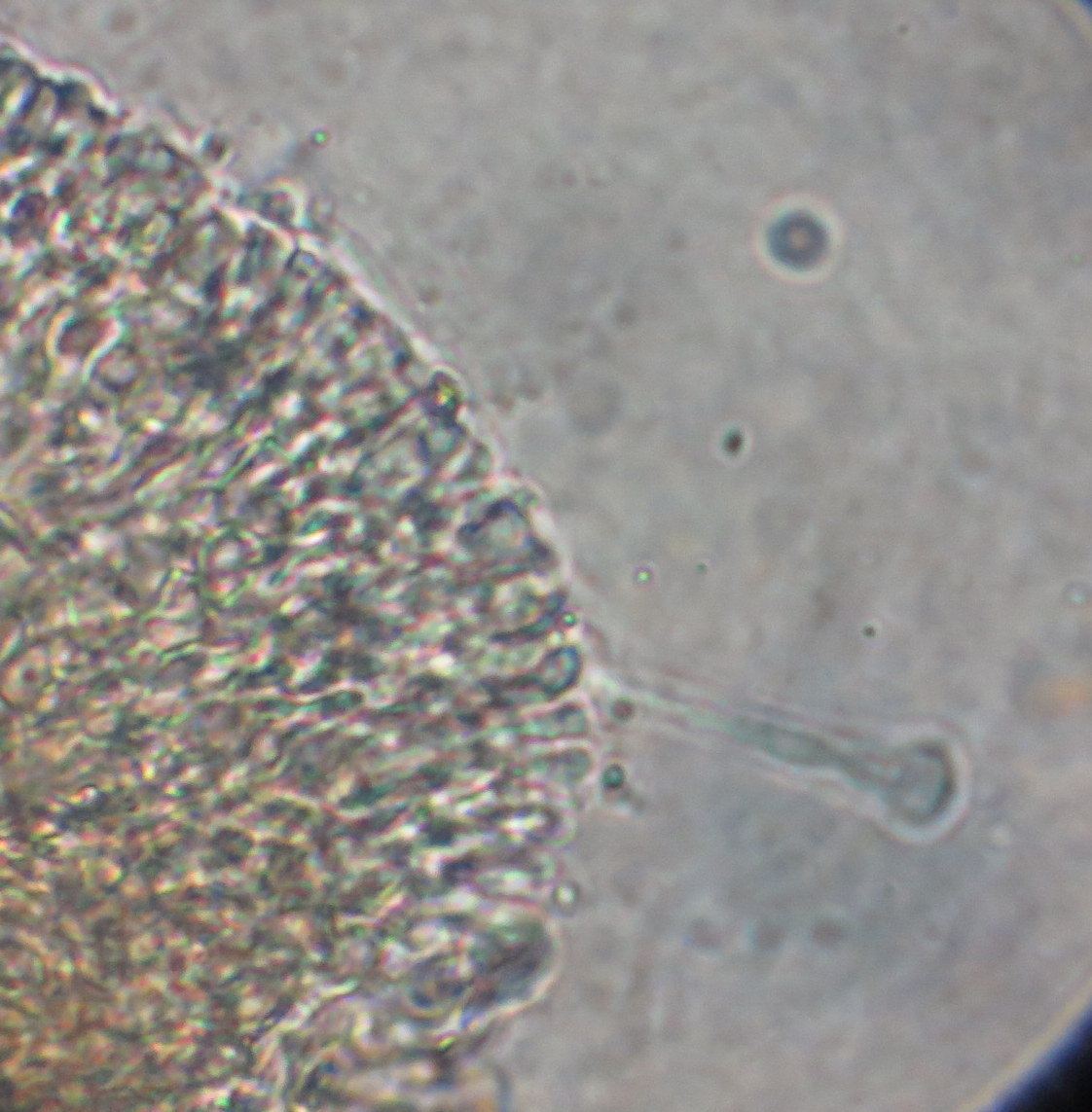 Ophiocordyceps image