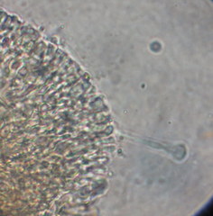 Paraisaria gracilioides