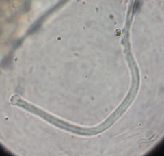 Paraisaria gracilioides