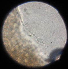 Paraisaria gracilioides