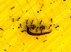 Chondromorpha xanthotricha