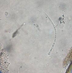 Paraisaria gracilioides
