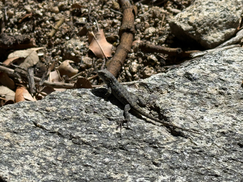 iNaturalist observation photo of Spiny Lizards