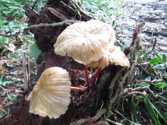Marasmius ferrugineus