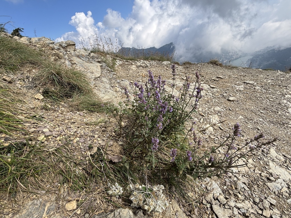 Lavandula angustifolia