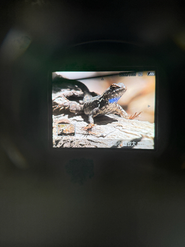 iNaturalist observation photo of Spiny Lizards