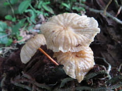 Marasmius ferrugineus
