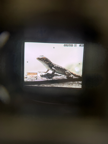 iNaturalist observation photo of Spiny Lizards