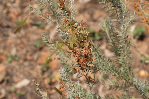 Crowded-leaf Wattle (Acacia conferta)