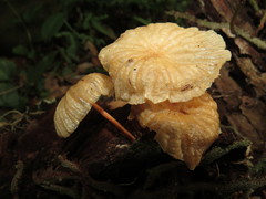 Marasmius ferrugineus