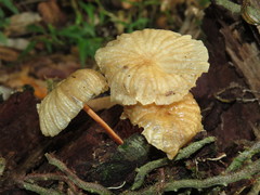 Marasmius ferrugineus
