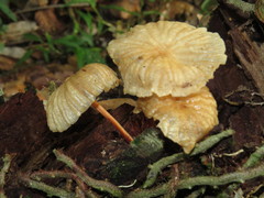 Marasmius ferrugineus