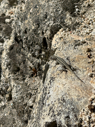 iNaturalist observation photo of Spiny Lizards