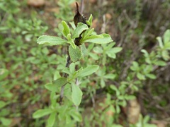 Salvia munzii