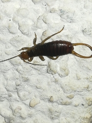 Anechurinae