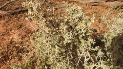 Chenopodium auricomum