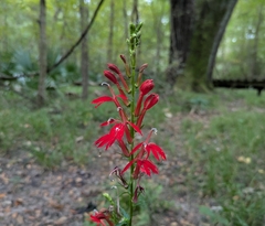 Lobelia cardinalis — photo 3