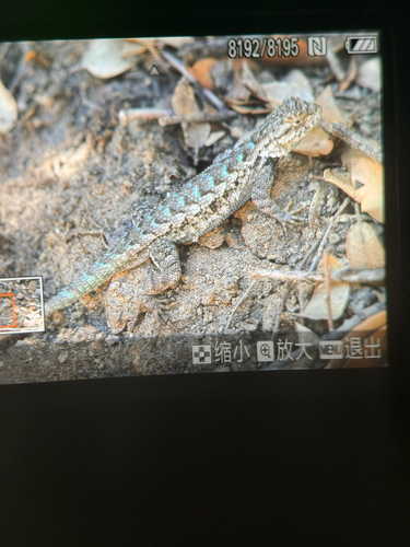 iNaturalist observation photo of Western Fence Lizard