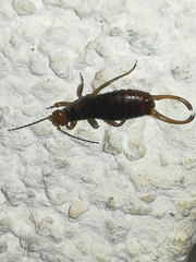 Anechurinae